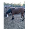 Image 2 : Bay filly yearling