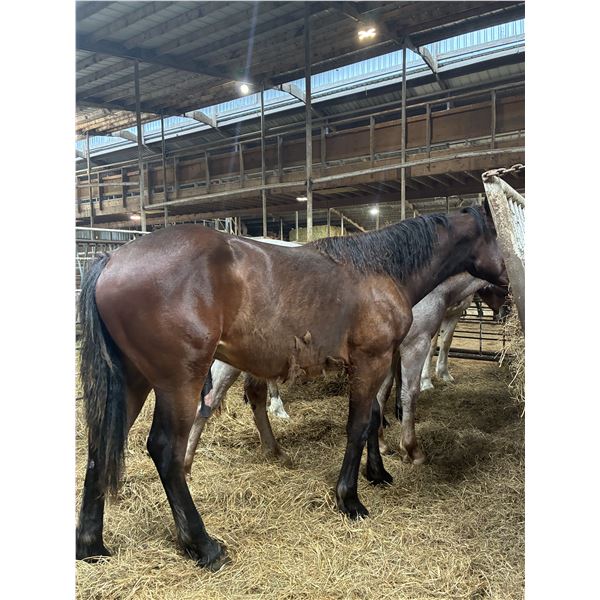 Bay yearling colt