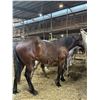 Image 1 : Bay yearling colt
