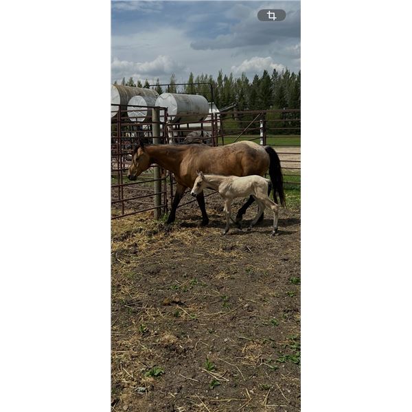 Mare and foal
