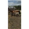 Image 1 : Mare and foal