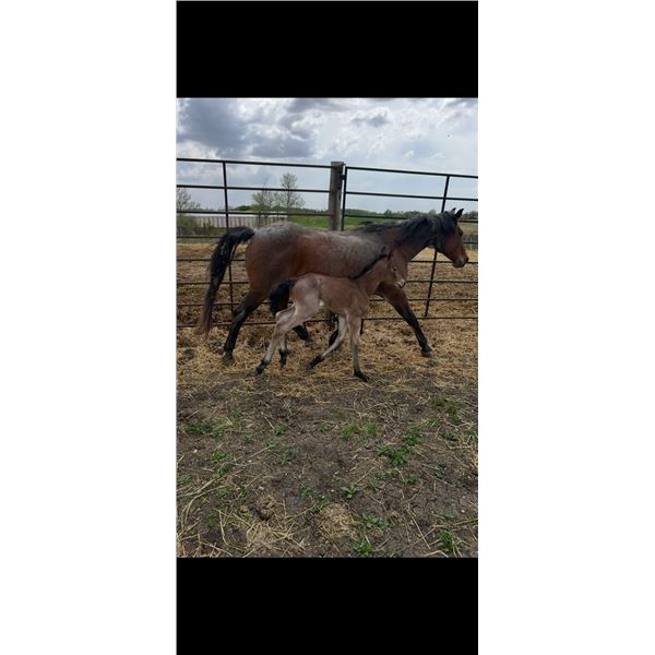 Mare & Foal