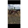 Image 1 : Mare & Foal