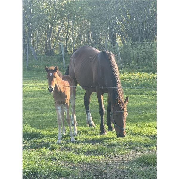 Mare and foal