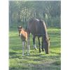 Image 1 : Mare and foal