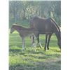 Image 2 : Mare and foal