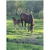 Image 3 : Mare and foal
