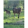 Image 4 : Mare and foal