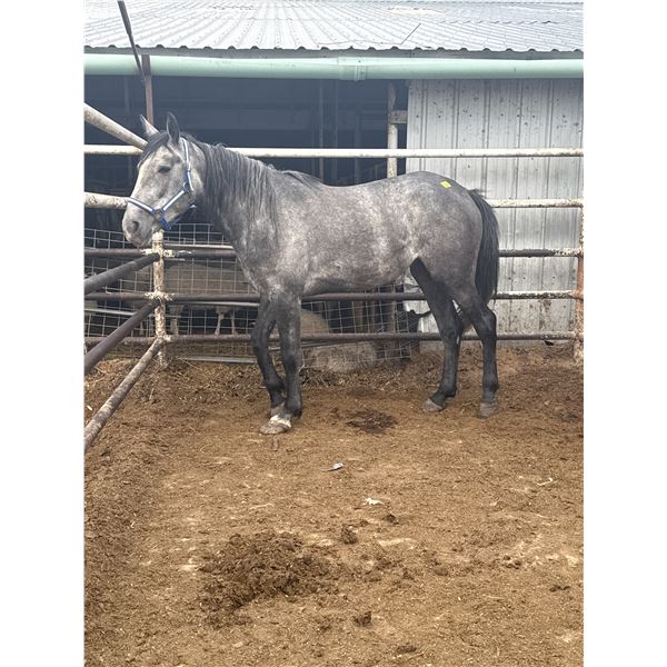 4 year old mare