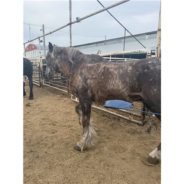 28 year old heavy gelding