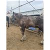 Image 1 : 28 year old heavy gelding