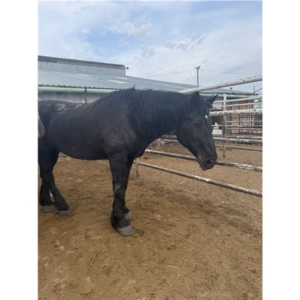 16 year old Percheron mare