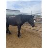 Image 1 : 16 year old Percheron mare