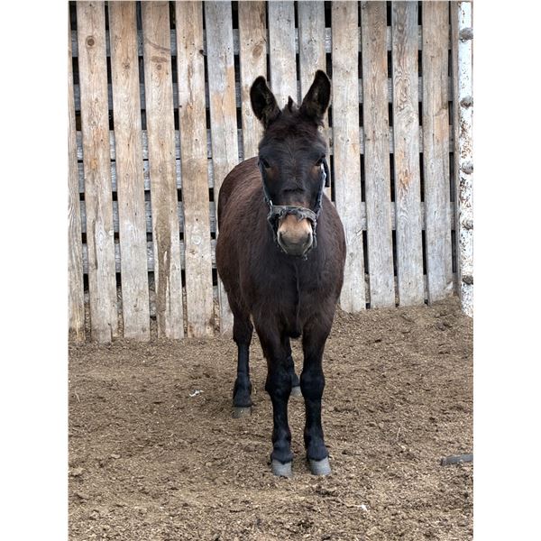 6 year old Mule