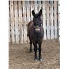 Image 1 : 6 year old Mule