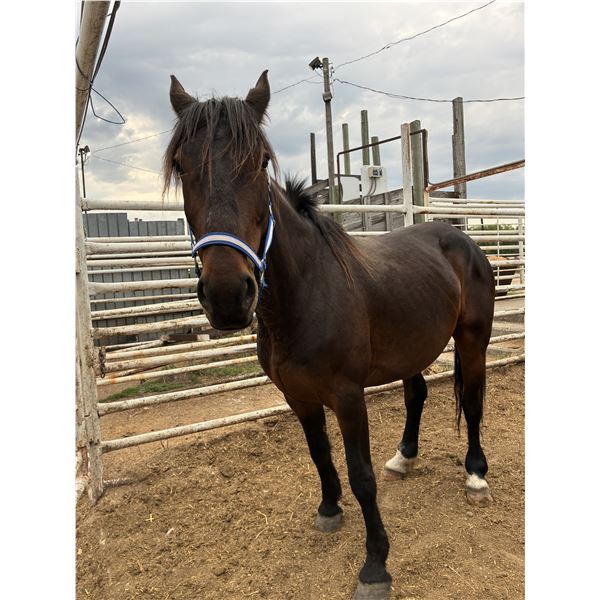 “Beauty” 6 year old mare