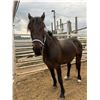 Image 1 : “Beauty” 6 year old mare
