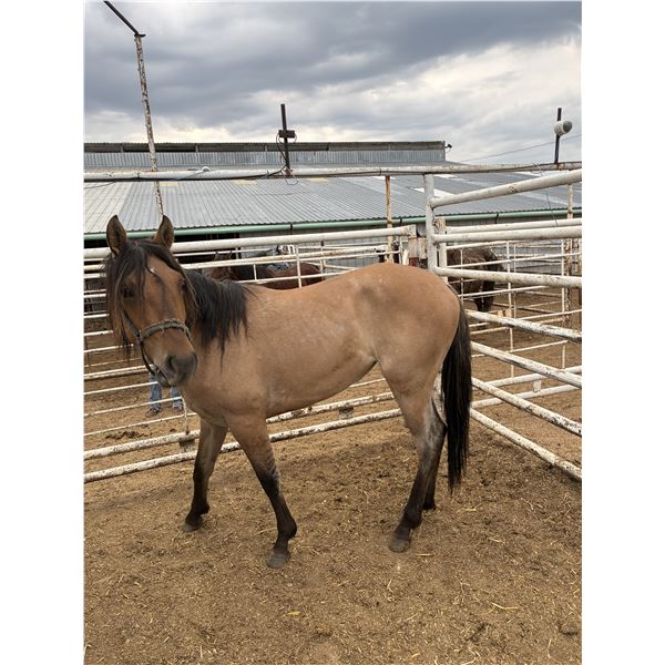 2 year old mare