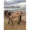 Image 1 : 2 year old mare