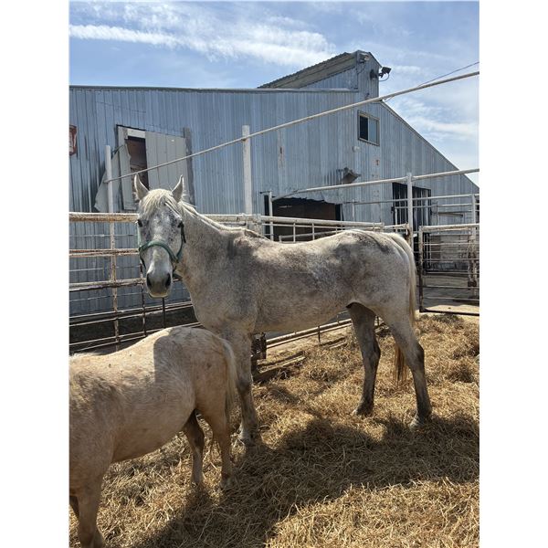 Over 10 year old gelding