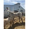 Image 1 : Over 10 year old gelding