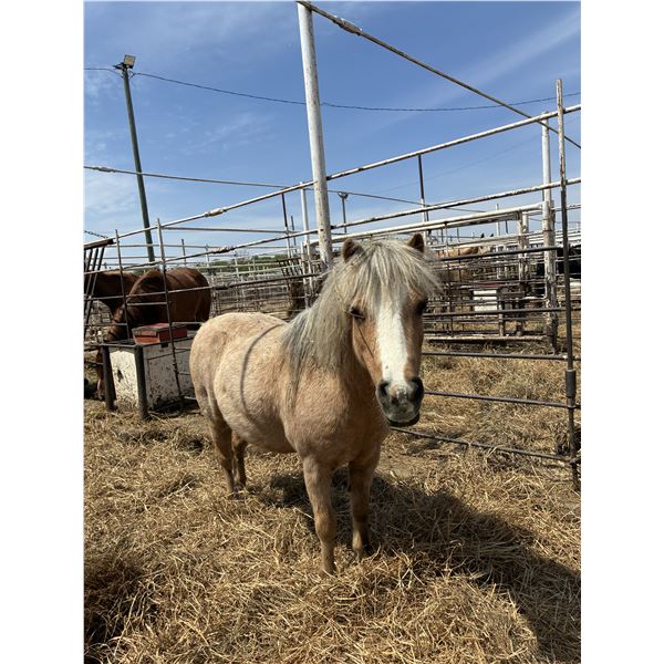 Mini mare