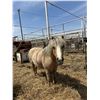 Image 1 : Mini mare