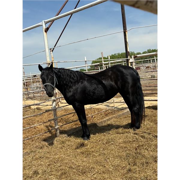 16 year old mare