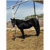 Image 1 : 16 year old mare