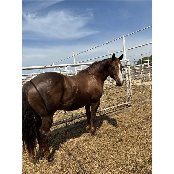 Gelding