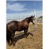 Image 1 : Gelding