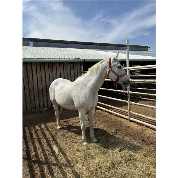 Gelding