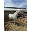 Image 1 : Gelding