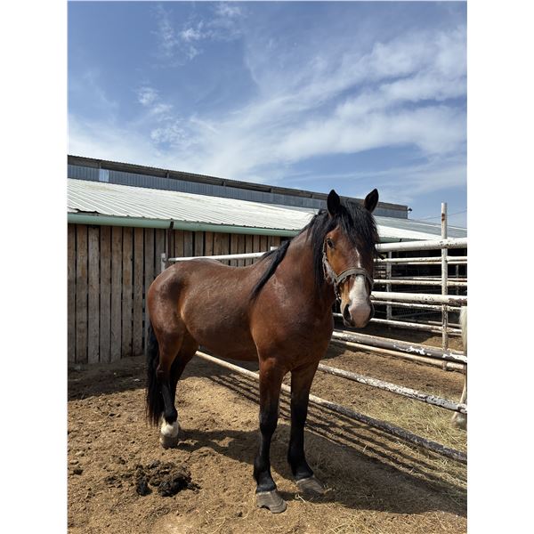 Gelding