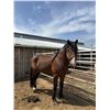 Image 1 : Gelding
