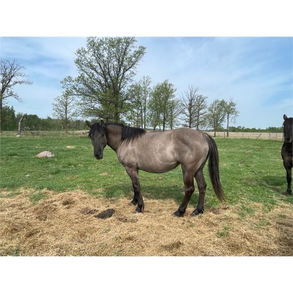 8 year old mare