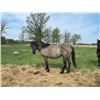 Image 1 : 8 year old mare