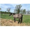 Image 2 : 8 year old mare