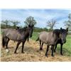 Image 3 : 8 year old mare