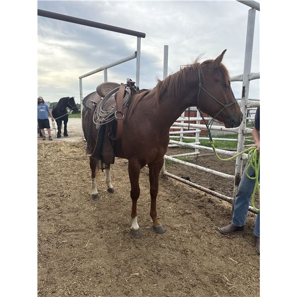 3 year old gelding