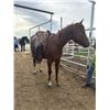 Image 1 : 3 year old gelding