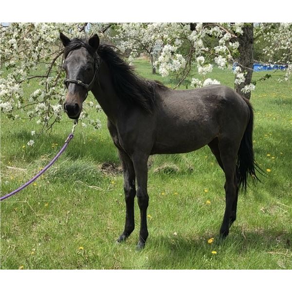 Yearling Welsh Cross Filly