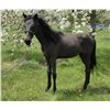 Image 1 : Yearling Welsh Cross Filly