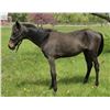 Image 2 : Yearling Welsh Cross Filly