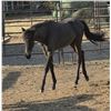 Image 3 : Yearling Welsh Cross Filly