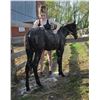 Image 4 : Yearling Welsh Cross Filly