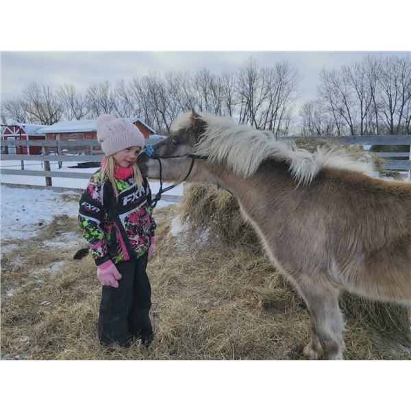 “Starling” yearling pony filly