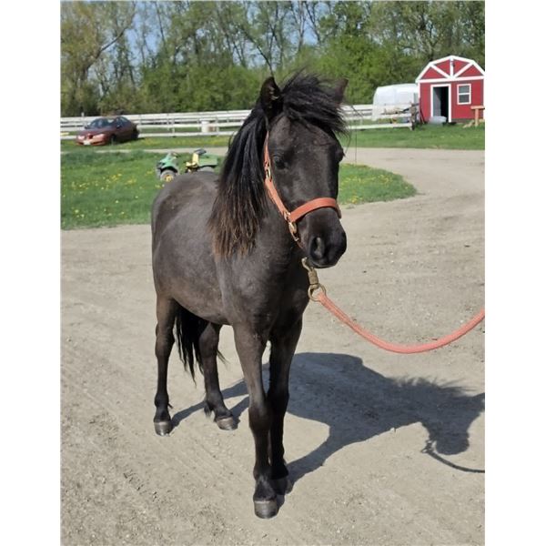 “Drifter” yearling gelding