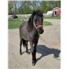 Image 1 : “Drifter” yearling gelding