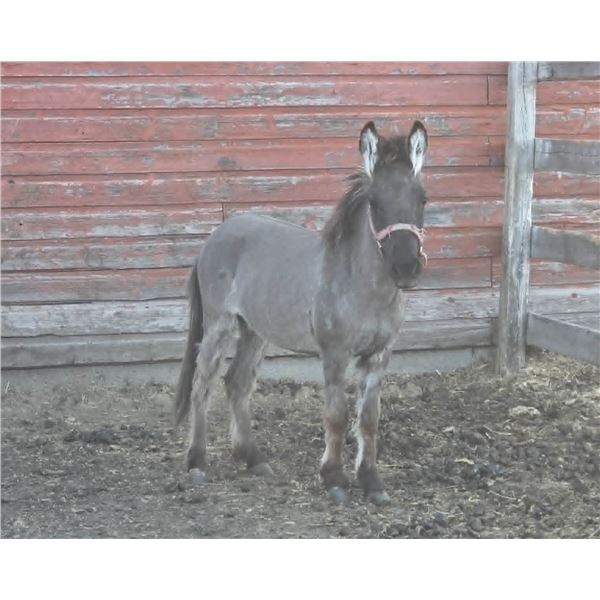 “Miss Molly” 4 year old mule